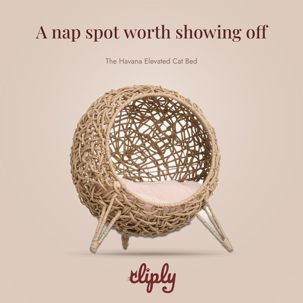 Havana Hand-Woven Elevated Cat Bed by Cliply