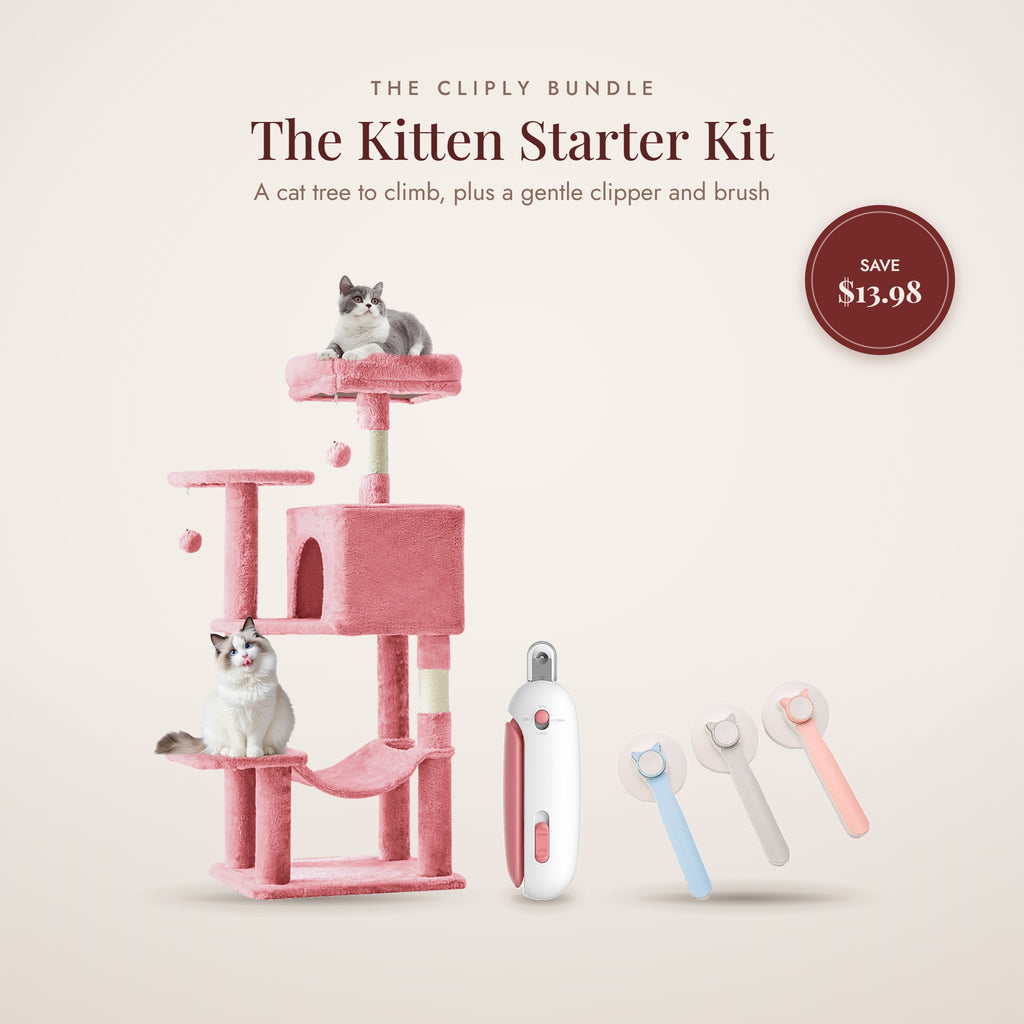 Kitten Starter Kit by Cliply