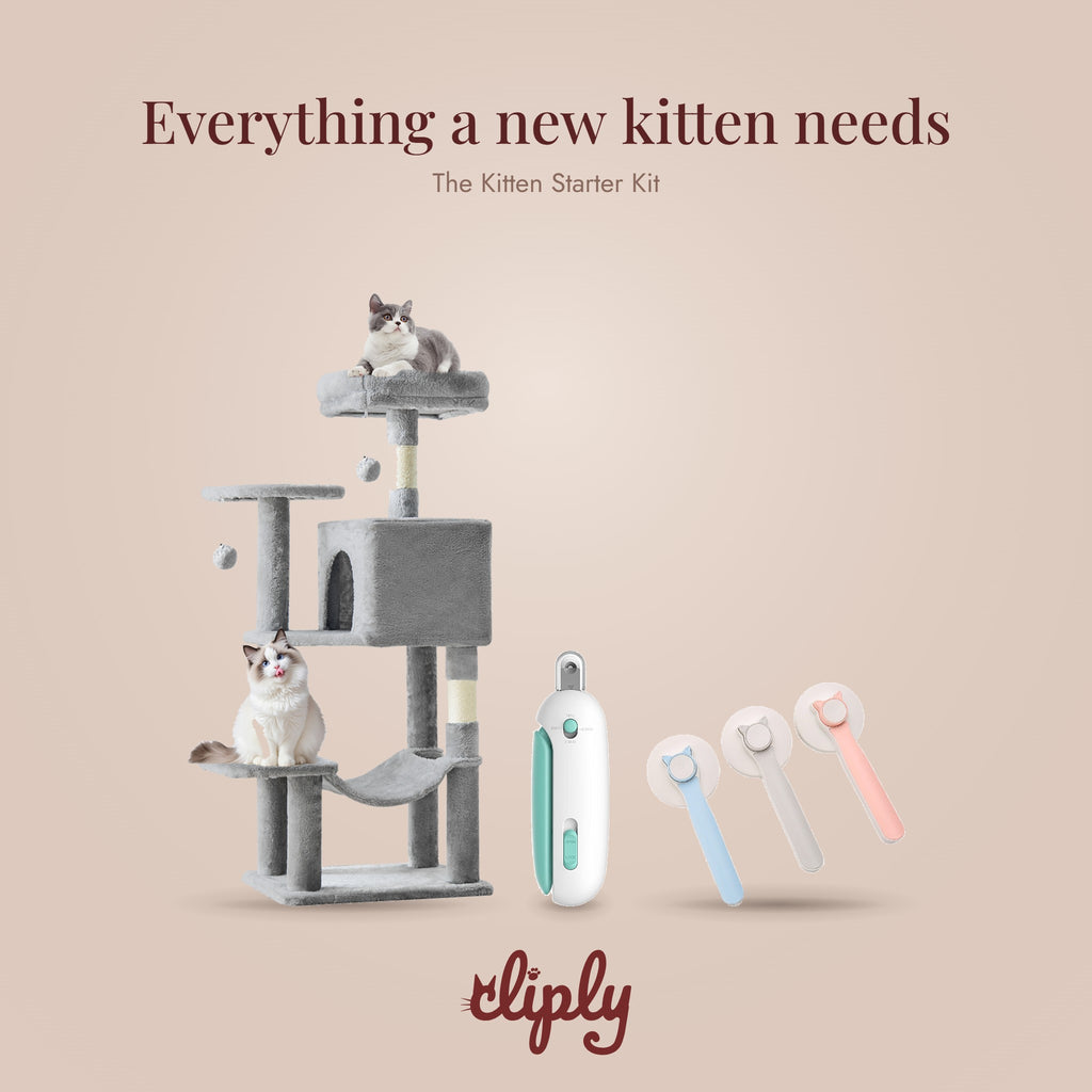 Kitten Starter Kit by Cliply